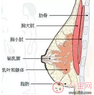 喂奶会让胸部变小吗 哺乳后胸部变丑怎么办 喂奶会让胸部变小吗 哺乳后胸部变丑怎么办