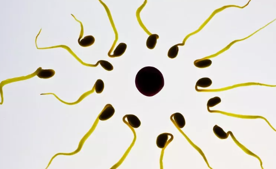 试管婴儿鲜胚移植卵巢体积增大怎么办 鲜胚移植和冻胚移植有什么区别