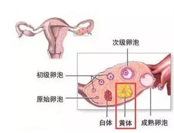 鲜胚移植成功后黄体酮还要吃吗 黄体酮和怀孕有什么关系