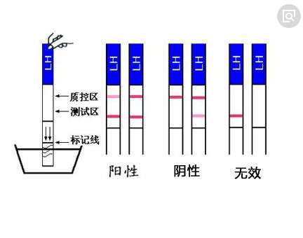 排卵试纸应该怎么用 排卵试纸的使用方法