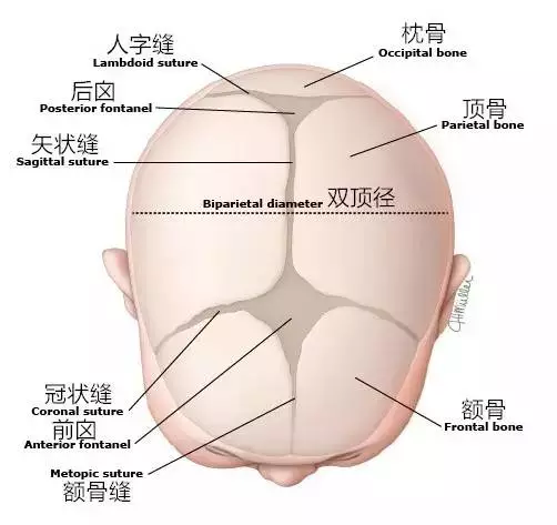 孩子囟门抠了会变傻吗 宝宝囟门怎么保护比较好