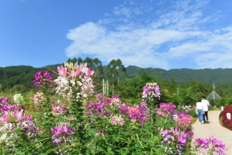 重阳节的来历是什么 重阳节的由来简介