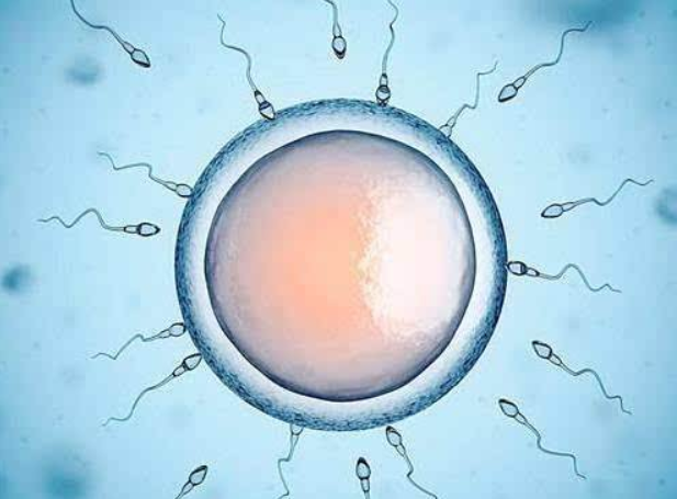 男性精子成熟要多久 多久排一次精子最好