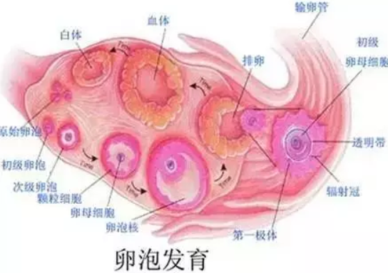 高龄女性为什怀孕难 高龄女性怀孕难的原因