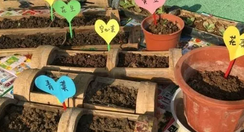 2019幼儿园植树节现场精彩活动报道 幼儿植树节如何开展的