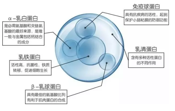 乳铁蛋白和乳清蛋白哪个好 乳铁蛋白和乳清蛋白的区别