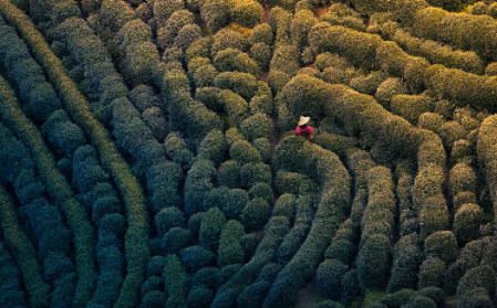 清明节扫墓孕妇有什么禁忌和避讳 清明节扫墓要注意什么