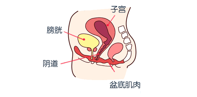 剖宫产和顺产哪个对盆底肌伤害更大 盆底肌损伤对女性有什么危害