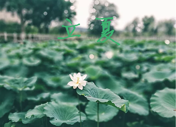 立夏节气祝福语2019 立夏节气问候语祝福