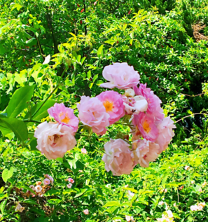 今日立夏早安心情说说 今日立夏早安心语