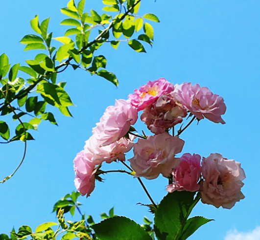 今日立夏早安心情说说 今日立夏早安心语