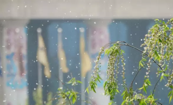 宝宝柳絮过敏怎么办 怎么预防宝宝柳絮过敏