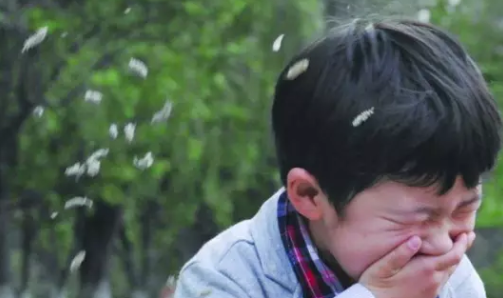 宝宝柳絮过敏怎么办 怎么预防宝宝柳絮过敏