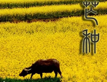 2019今日芒种朋友圈图片 今日芒种说说短语句子