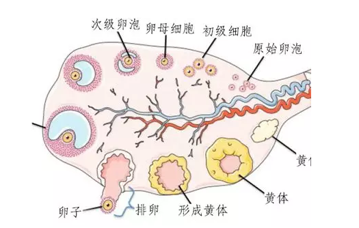 吃太多盐影响排卵吗 有卵泡不排卵严重吗