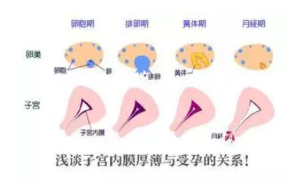 子宫内膜太薄不来月经怎么办 子宫内膜太薄和不来月经有关吗