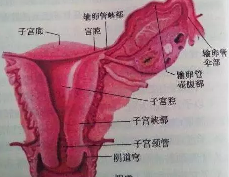 子宫内膜炎有哪些症状 子宫内膜炎怎么预防