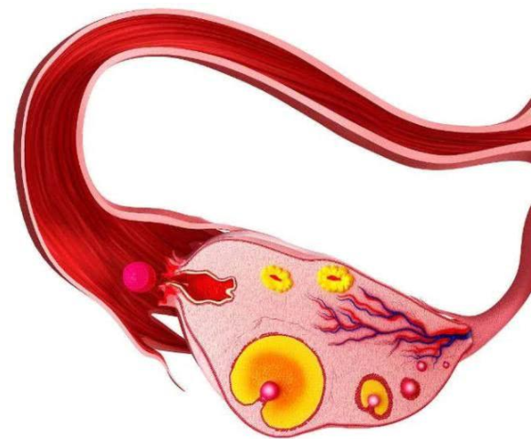 排卵期出血时间长是雌激素低吗 排卵期出血有什么症状