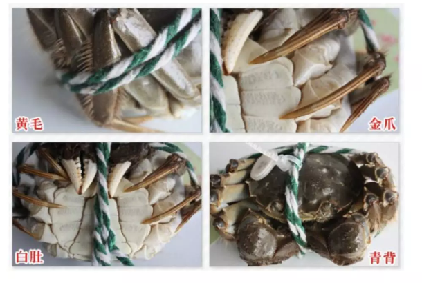 挑螃蟹有什么技巧和方法 怎么区分螃蟹的公母2019
