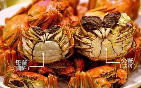 挑螃蟹有什么技巧和方法 怎么区分螃蟹的公母2019