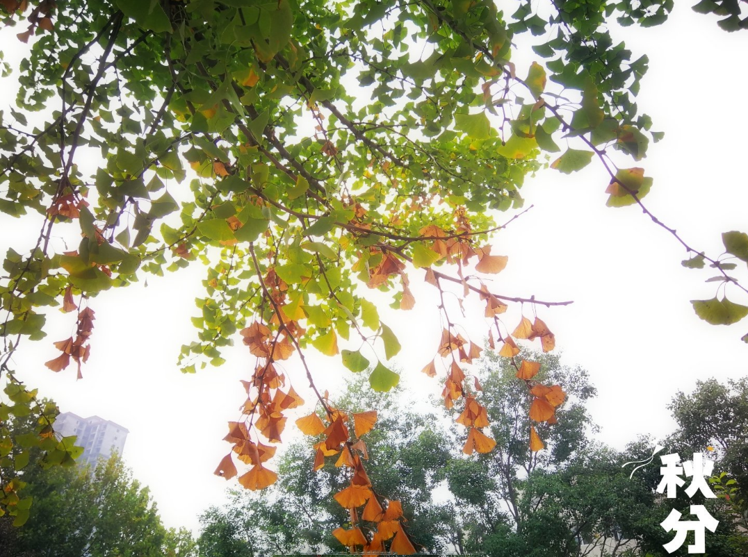 秋分早霜降迟的下一句是什么 秋分早霜降迟是什么意思