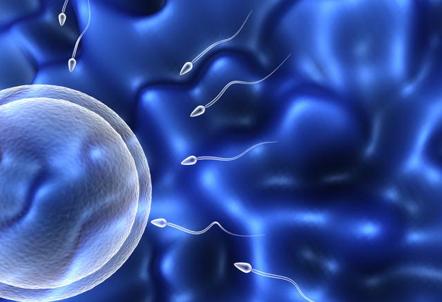 精子和卵子结合要多长时间精子和卵子是如何相遇结合 八宝网