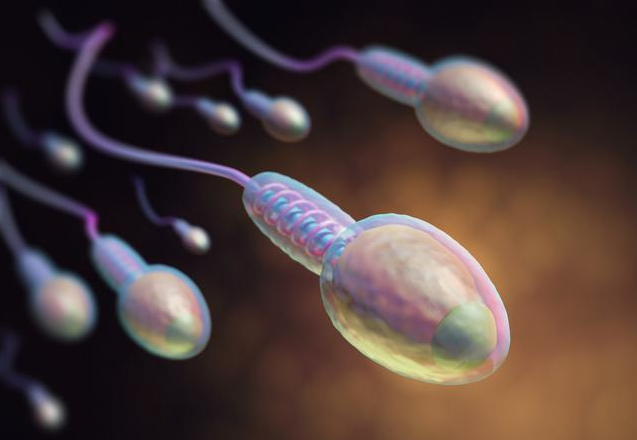 精子和卵子结合要多长时间 精子和卵子是如何相遇结合