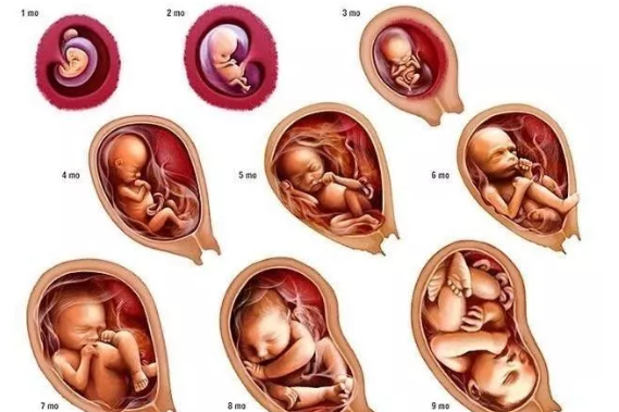 孕期哪个月胎儿长的快 怎么让胎儿长得快