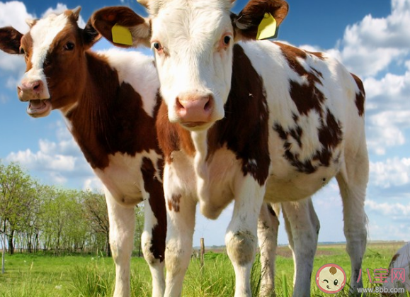 我奶牛是什么意思什么梗 我奶牛的梗的出处是哪里