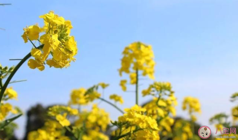 春天赏花的朋友圈文案句子 春天赏花朋友圈晒图文案大全 春天赏花的朋友圈文案句子 春天赏花朋友圈晒图文案大全