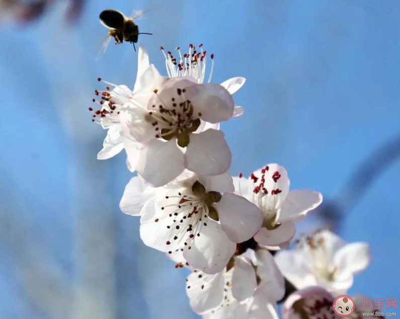 春天赏花的朋友圈文案句子 春天赏花朋友圈晒图文案大全 春天赏花的朋友圈文案句子 春天赏花朋友圈晒图文案大全