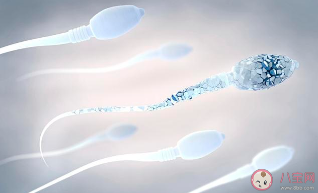 精子精子是什么原因 精子畸形率高怎么办