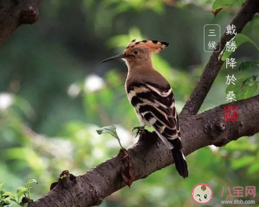 谷雨三候是哪三候 谷雨三候分别是什么意思