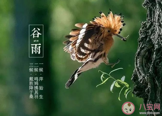 谷雨三候是哪三候 谷雨三候分别是什么意思