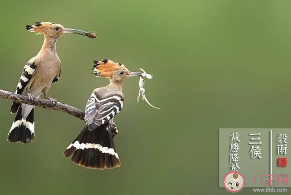 谷雨三候是哪三候 谷雨三候分别是什么意思