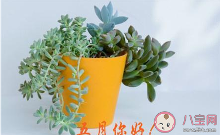 2020五月你好早安心语文案说说 2020五月第一天早安心语说说大全