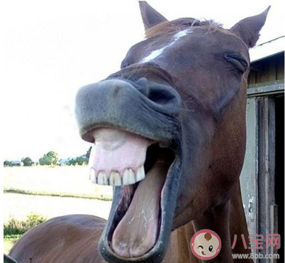 微博养马场是什么梗 微博养马场梗的出处是什么