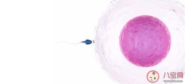 女性卵泡多大能受孕 怎么知道自己卵泡质量好不好