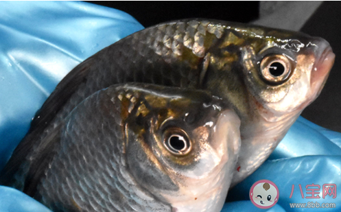 鱼肚子里的黑膜可以吃吗 鱼肚子里的黑膜怎么去掉