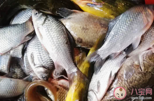 鱼肚子里的黑膜可以吃吗 鱼肚子里的黑膜怎么去掉