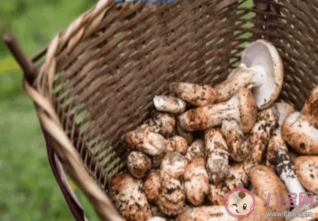 云南人吃蘑菇是什么意思什么梗 云南人吃蘑菇梗的出处是什么