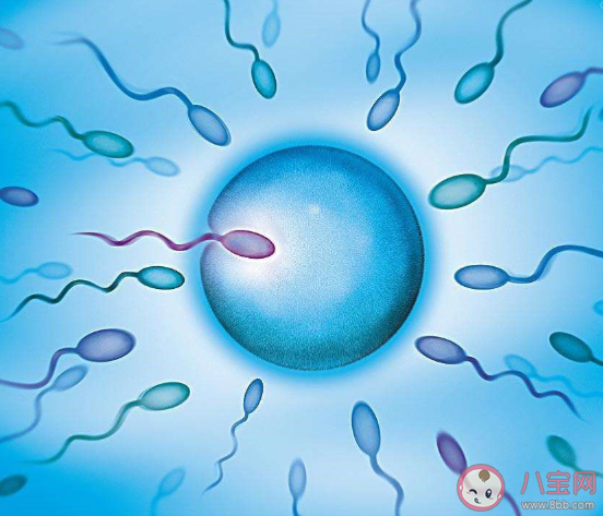 男性每次性生活要消耗多少精子 没有成功受精的精子去哪里了