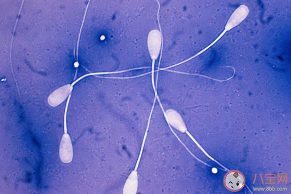 男性每次性生活要消耗多少精子 没有成功受精的精子去哪里了