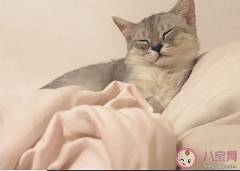 第一次养猫发朋友圈文案 第一次养猫幽默搞笑句子