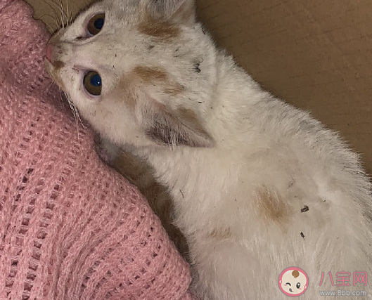 第一次养猫发朋友圈文案 第一次养猫幽默搞笑句子