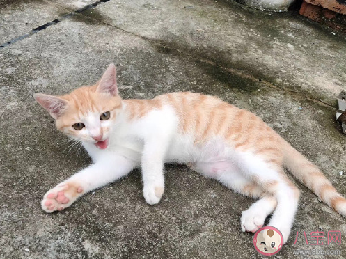 第一次养猫发朋友圈文案 第一次养猫幽默搞笑句子