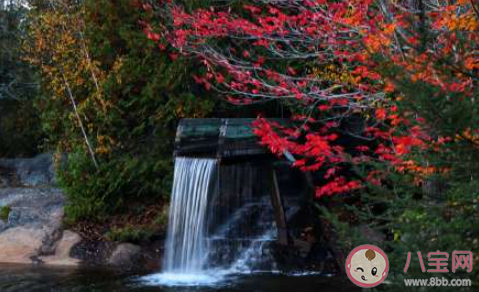 朋友圈发枫叶怎么写文案 形容枫叶美的说说文案