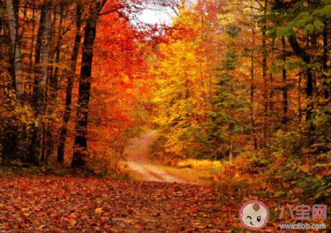 朋友圈发枫叶怎么写文案 形容枫叶美的说说文案