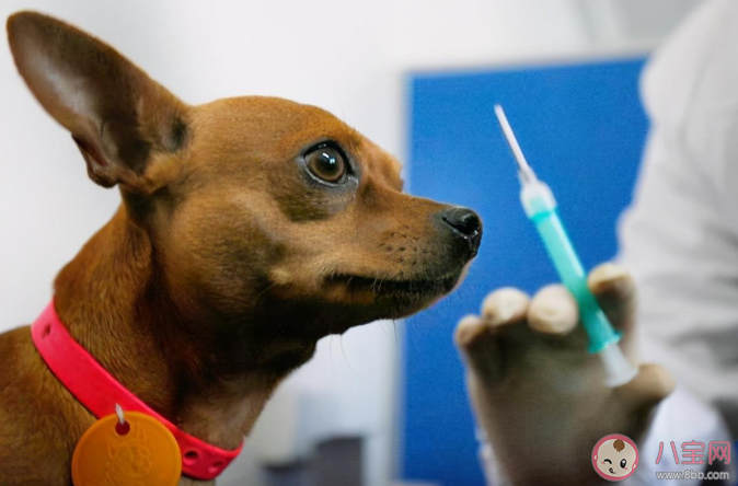 狂犬病到底有多可怕 关于狂犬病的知识科普