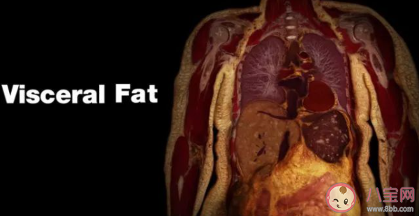 内脏脂肪怎么减最有效果 怎么快速消除内脏脂肪